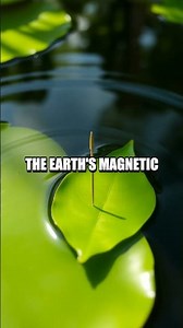 Crafting a Makeshift Compass for Direction