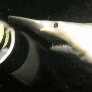 156K views · 743 reactions | The jaw action on this Goblin Shark The goblin shark is a rare species of deep-sea shark. Sometimes called a "living fossil", it is the only extant representative of the family Mitsukurinidae, a lineage some 125 million years old. | Marine Biology News | Facebook