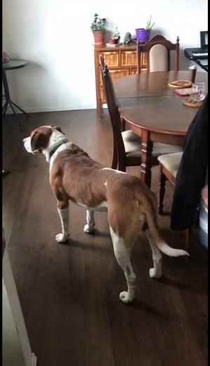 Dallas Paizen on TikTok