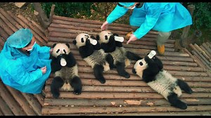 Experience the world of PANDAS, narrated by Kristen Bell. NOW PLAYING in select IMAX theaters! #IMAXPandas 🐼 Get tickets: imaxpandas.com | Warner Bros.