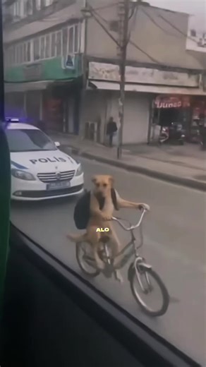 #CapCut #igo #fyp #funny #viral | capcut ai effects