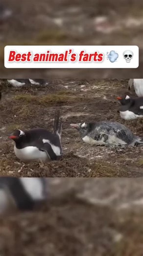 Funny Animal Fart 🤣🤣 #fart #animal
