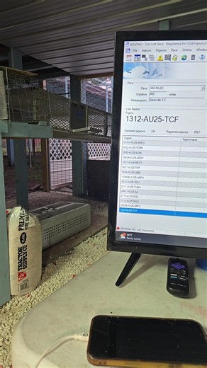 Usa Pigeon Derby-Florida on Reels