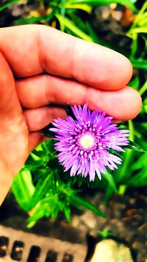🌺Aster 🪻Blooming By the fish pond ⛲️ #garden #fishpond #flower #aster #flowers #gardening #spring