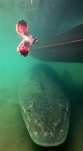 🎣 The Abyss Responds: A Colossal Encounter Unfolds#MarineMystery #NatureReveille #TacticalStrike