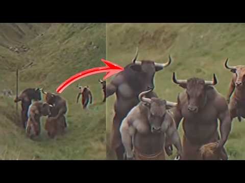 It Looked Like a Normal Herd… Until Someone Started Filming