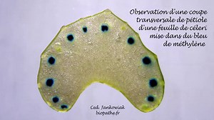 Observation microscopique d'une coupe transversale de pétiole de céleri trempé dans du bleu de méthylène