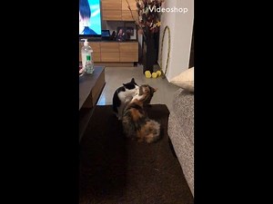 How do cats clean themselves!