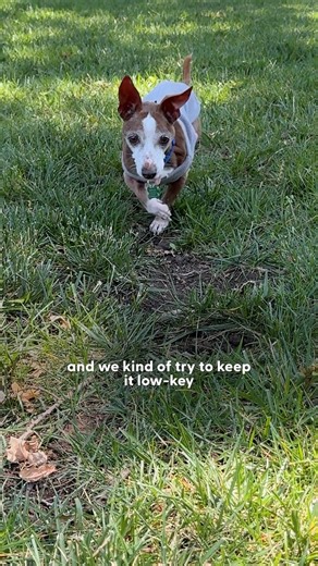 She sends them home with rave collars when they get adopted ❤️ We spoke to Lisa of All the Foster Pups about how she's fostered over 100 dogs so far with no plans to stop, and why she has a special place in her heart for senior dogs! Keep up with Lisa and All the Foster Pups on Instagram: https://thedo.do/allthefosterpups | The Dodo