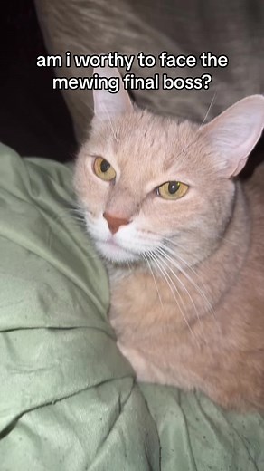 sum competition #mew #meow