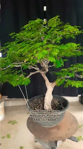 Brazilian rain tree Bonsai After wiring #sreebonsaizone #bonsaidesign BRT