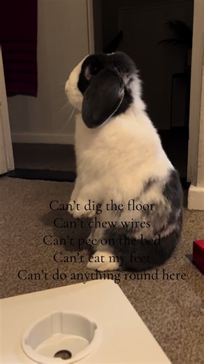 The Outrageous Life of Mini Lop Rabbits