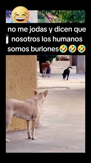 El perro burlón 🤣 #mexico #humor #humormemes #comedia