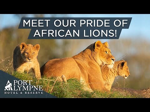 Everything You Need To Know About Our Pride Of African Lions