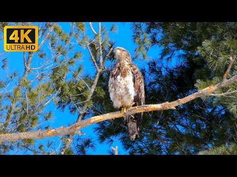 Young Bald Eagle Listening to Raven’s Weird Pops and Hoots