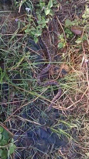 Dudhwa safari with Akash #Python🐍🐍