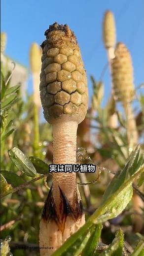 Do you know the difference between horsetail and field horsetail? #wildplantobservation
