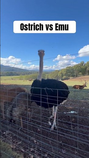 Ostrich vs Emu Size Comparison | Side-by-Side Giants