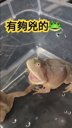 奶兇奶兇小丑蛙 #樹蛙 #角蛙 #小丑蛙#frog