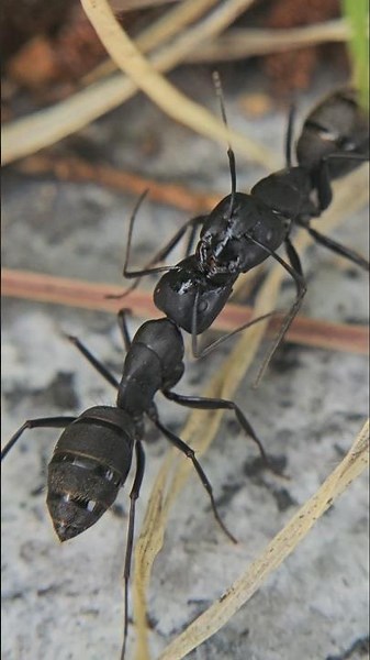 Ant vs Ant fight 3 # #insects #ants #nature