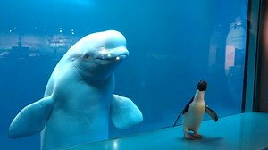 9.5K views · 273 reactions | Wellington the penguin took an excursion recently to meet some beluga whales, and it was too cute not to share  The 32-year-old penguin lives at the Shedd Aquarium in Chicago, and wouldn't normally meet belugas as they are native to the northern hemisphere (while all penguin species are native to the southern half of the globe). Video credit: ©Shedd Aquarium/Lana Gonzalez | ABC Central Coast | Facebook