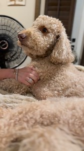 79K views · 1.7K reactions | When your dog gets like your husband and develops selective hearing #doodle #Fam #Dogs | Lizard Lick Towing And Recovery | Facebook