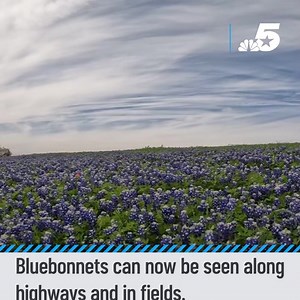 The beloved Texas state flower, the bluebonnet, has officially made its appearance along highways and trails. However, how do you take the best photo and what is the best area to find the bluebonnets? Check out the video at the link to find out ---> https://on.nbcdfw.com/4PCkUsI | NBC DFW
