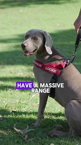 ✨ Meet the EzyDog Express Harness 🐾 Whether you’ve got a tiny terrier or a giant Great Dane, the Express Harness is designed for all breeds and sizes 🐕 It’s quick to fit, easy to adjust, and provides ultimate comfort with EVA padding. With a grab handle, reflective trim, and durable D-ring for leash attachment, this harness is made to last. 🐾 Personalisable with Custom Patches 🐾 Reflective trim 🐾 Moulded EVA foam padding 🐾 Grab handle 🐾 Angled ergonomic design 🐾 Quick to Fit 🐾 Even Dist