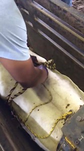 It's Tip Tuesday! From Flankman, Dennis Davis himself: To minimize hang ups due to dummy equipment it's important to "tuck" your excess flank & pin string. When your flank tension is appropriate and your pen is securely in position, "tuck" your excess flank as seen in the video. As soon as your done tucking your excess flank tuck your excess string from your pin. Tucking these items will minimize them "knotting" around your pin and hinging up the dummy. | Exclusive Bucking Bull Info