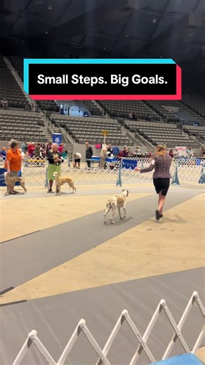 Conformation isn’t about rushing to the finish line — it’s about building a dog correctly, one intentional rep at a time. Every down and back teaches balance, confidence, and control. We’re not just practicing movement, we’re developing soundness, structure, and presence. Progress doesn’t always look flashy. Sometimes it’s a straighter line, a calmer turn, better reach and drive, or a dog learning to trust the handler at the end of the lead. Those details matter. They’re the foundation judges se