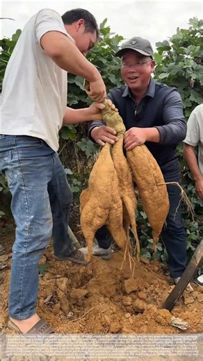 Kudzu root harvest #agriculture #farmers#shorts