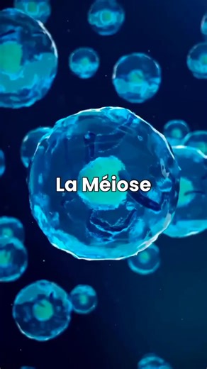 Svt Challal on Instagram‎: "Cycle cellulaire = Interphase + Méiose #bac2026 #علوم #génétique #BioF #ADN #maroc #svt #bacmaroc #mitos #méiose"‎