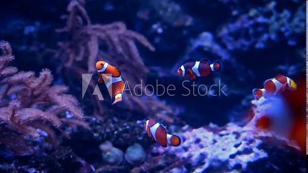A Nemo fish plays hide and seek amongst the moving tentacles of a soft Sea Anemone. Clownfish or Anemonefish in Aquarium concept. 4k super slow motion 120 fps raw cinematic video