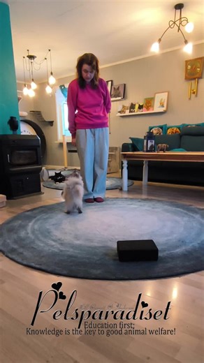 De siste dagene har jeg og Zippzi satt sammen utgangsstilling og utsending 💛 Dette er et steg som kommer etter mye trening på hvert moment for seg, og nå jobber vi videre med stadig mer avstand i utsendingen. Samtidig gir jeg gradvis mindre veiledning, slik at Zippzi i større og større grad tar oppgaven på kroppssignal alene, med god forståelse og flyt✨ Mange tror at det å trene katt handler om å sette av masse tid og store ressurser for å få inn ferdigheter. I praksis handler det først og frem