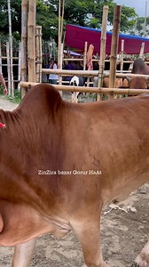 Bulls showtime | ZinZira bazar Gorur HaAt