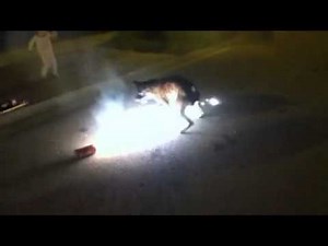 Stupid dog eating fireworks