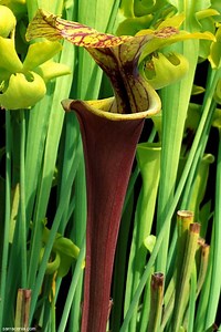 Sarracenia flava - Alchetron, The Free Social Encyclopedia
