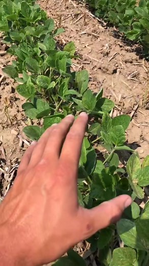 14 reactions | Liberty Link soybeans. Amazing technology used by Farmers #t... #Farmtok | The Popcornfarmer | Facebook