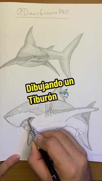 Dibujando un Tiburón 🦈 en Timelapse⏱️ Este es el segundo tiburón que dibujo y como se puede apreciar NOTABLEMENTE hay bastante mejora en este que el primero de arriba. Así es como uno va mejorando en el dibujo. Las mejoras son progresivas. Si no estas satisfecho con tu primer resultado, sigue dibujando y mejóralo. Y si estás satisfecho con ti resultado, sigue dibujando para mejorar aún más. . . . Dibujo de animales, dibujo de tiburón, cómo dibujar animales, cómo dibujar un tiburón, cómo dibujar