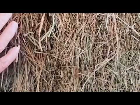How to Identify Different Types of Grass Hay for Horses