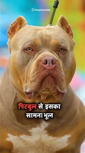 Pitbull vs Cane Corso - Which is most Powerful Dog? #shorts