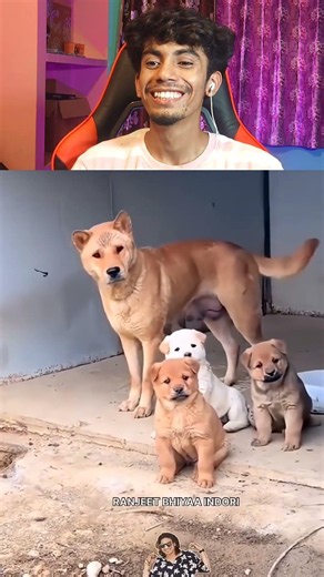 funniest dog 🤣#memereaction#funnyreaction#viral#shorts#youtubeshorts#trending#funny#memes
