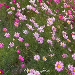 17K views · 1.4K reactions | Garden Idea on Reels | Facebook