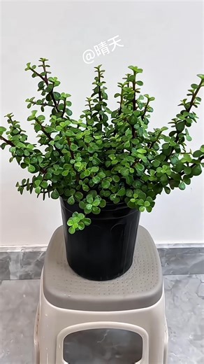 How to Grow Moss Rose from Cuttings | Fast Growing Flower Plant #MossRose #FlowerPlants