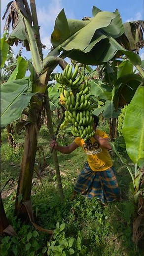 How to cut banana perfectly? 🌲🍌 #howto #skills