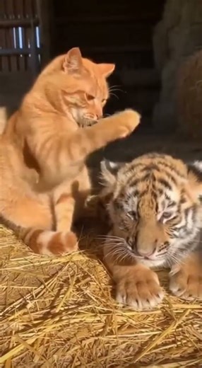 Cat vs Tiger Cub 🐱🐯 Until the Mama Tiger Shows Up and the Cat Instantly Changes Attitude 😳