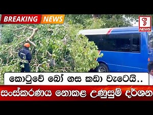 කොටුවේ බෝ ගස කඩා වැටෙයි..