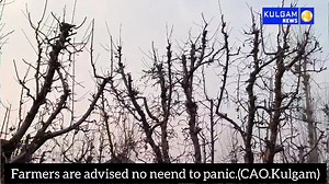 7.7K views · 176 reactions | Farmers are advised no neend to panic.(Agriculture Kulgam) #No neend to panic #dry spell #Agriculture... Due to ongoing dry spell in kashmir can agriculture..horticulture & allied sectors get affected...what steps should farmers have to take. For more chief agriculture officer kulgam with us.. | Kulgam News | Facebook