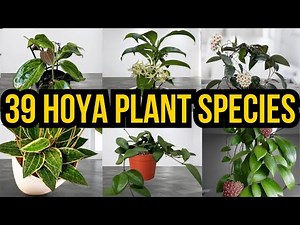 39 Most Popular HOYA Varieties to Grow in Home and Garden