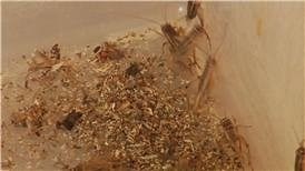 Watch How to Care for Toads on Amazon Live